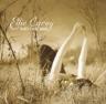 Edie Carey
